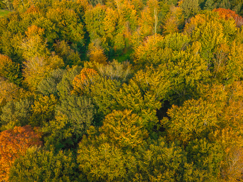 Autumn forest with colorful leaves seen from above during a beautiful fall day. The leaves on the trees are changin color in this woodland in Flevoland, Netherlands.