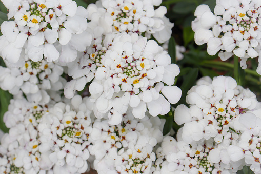 white candytuft flowers in garden