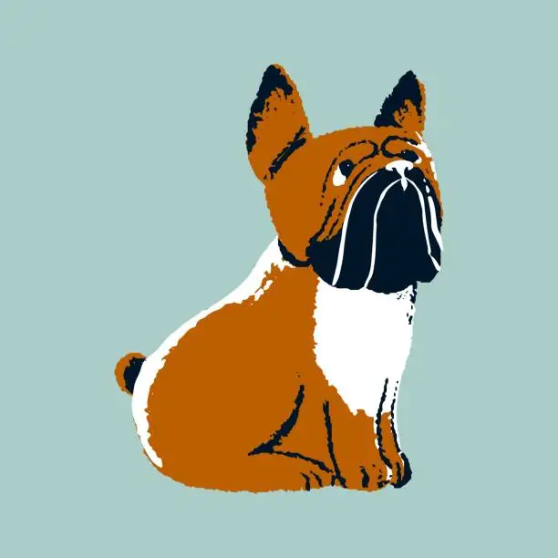 Vector illustration of French, English bulldog breed puppy. Purebred doggy with bobtail, cute muzzle, multicolor coat sitting on dog show. Sweet pup. Funny domestic animal, amusing pet. Flat isolated vector illustration