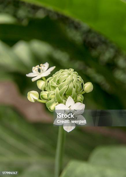 Cipollina Tuberosa Fiore - Fotografie stock e altre immagini di Accanto - Accanto, Agricoltura, Ala di animale