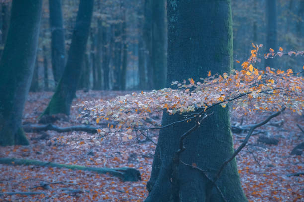 Beech tree with brown leaves in a misty forest during a beautiful foggy autumn day. The forest ground of the Speulder and Sprielderbos in the Veluwe nature reserve is covered with brown fallen leaves and the path is disappearing in the distance. The fog is giving the forest a desolate atmosphere.