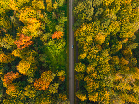Autumn forest with colorful leaves seen from above with a road crossing the woodland during a beautiful fall day. The leaves on the trees are changin color in this woodland in Flevoland, Netherlands.
