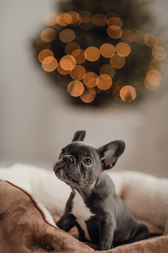 Cute young french bulldog puppy with blue eyes spending time in holiday Christmas setting. Happy stylish adorable pet doggy celebrating New Year winter vacations at home