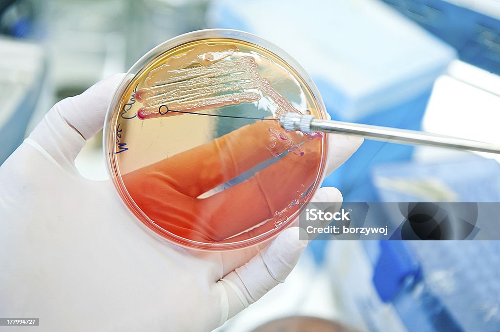 escherichia coli bactérias - Foto de stock de Círculo royalty-free