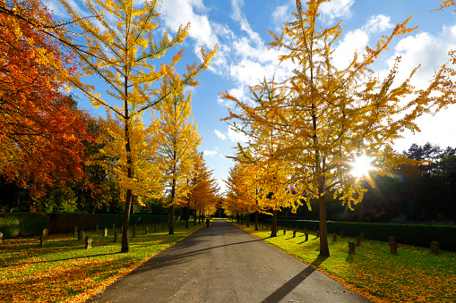 Avenue of ginkgo trees at the Southern Cemetery in Cologne