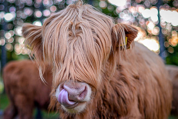 istock Highland cattle cleaning his nose 177996383