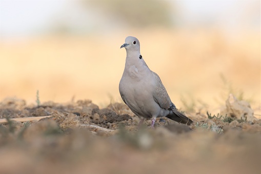 Ring necked dove standing on ground. Cape turtle dove.  Half collared dove. Streptopelia capicola.
