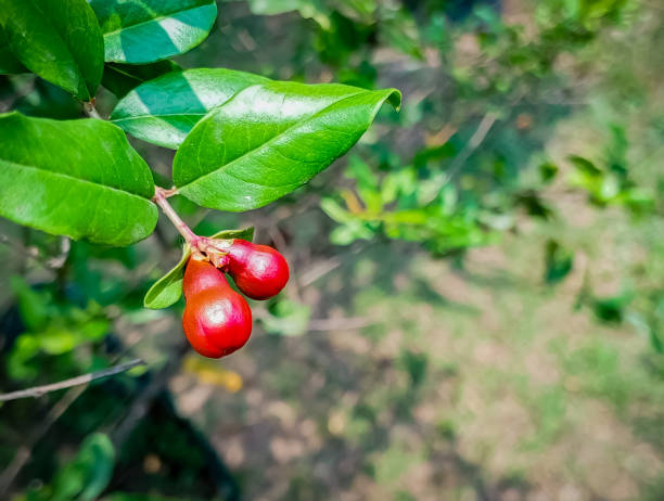 istock Tiny or small lily pily guava or beach cherry 1779971695