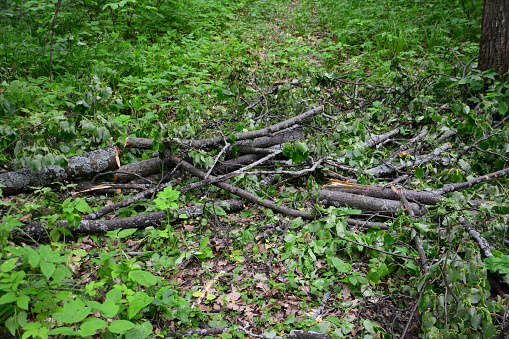 heap of firewood on the ground with green plants in the forest