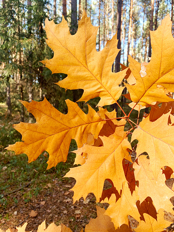autumn orange leaf of swamp oak tree (Quercus palustris). Also known as pin oak and spanish oak.