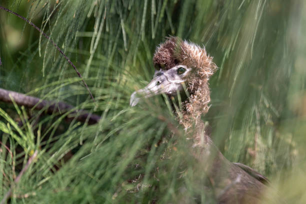 A juvenile  Laysan albatross chick (Phoebastria immutabilis) hiding under a pine tree in Kauai, Hawaii, United States.