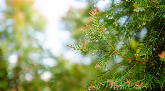 Abstract background of a  green pine tree Christmas natural bokeh, Beautiful abstract natural background. Defocused blurry sunny foliage of green pine trees Christmas background.