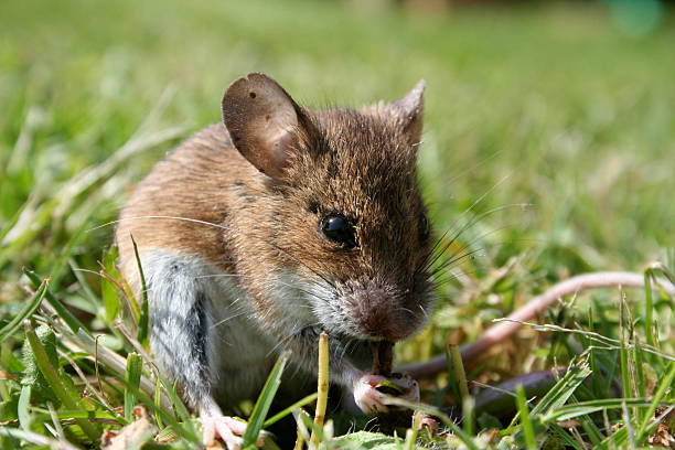 mouse cute little mouse wild mouse stock pictures, royalty-free photos & images