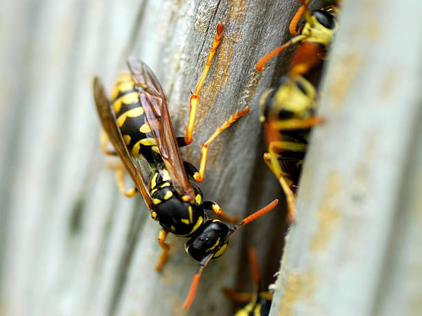 istock Nest of wasps 177998850