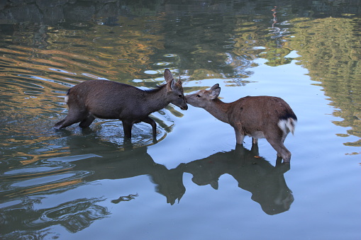 Two deer standing in a pond in Nara