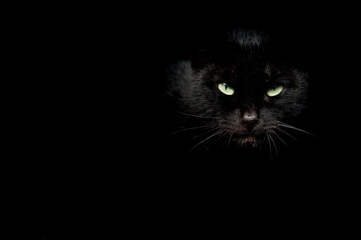 Black cat head on black background