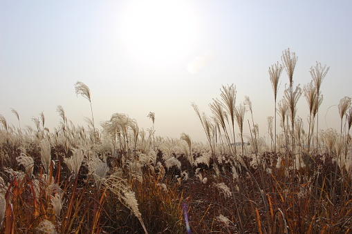 Haneul Park at World Cup Park in Seoul, famous for its fields of silver/pampas grass in autumn