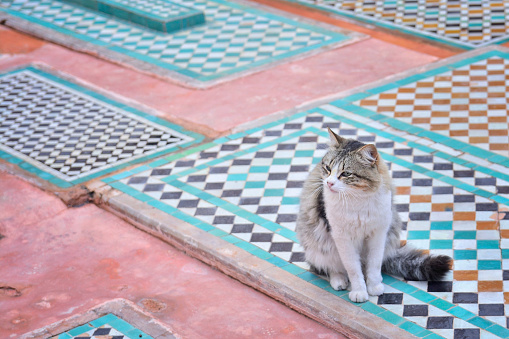 Mixed Breed Shorthair Kitten on Tiled Floor at Medina District in Marrakesh, Morocco