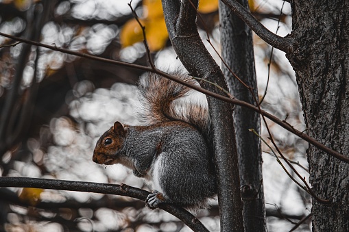 Grey Squirrel in a tree feeding on seeds left for wild birds.