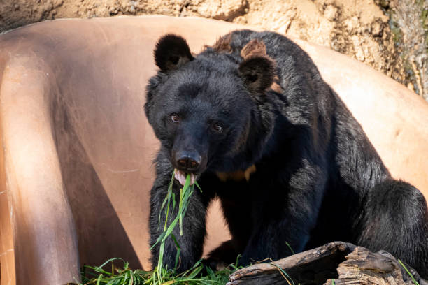 istock Asiatic black bear eating grass 1780005039