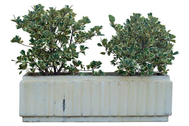 Mistletoe Fig, Mistletoe Rubber Plant or Ficus triangularis variegata in cement pot isolated on white background included clipping path.