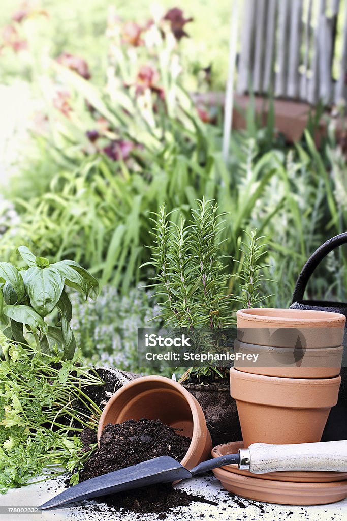 Herb Gardening Rustic table with terracotta pots, potting soil, trowel and herbs in front of a beautiful garden surrounding a rustic porch. Basil Stock Photo