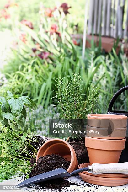 Herb Gardening Stock Photo - Download Image Now - Basil, Close-up, Container