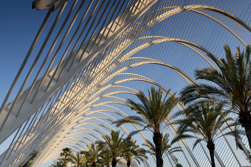 Valencia, Spain - May 8, 2023: palm trees at l’Umbracle at the modern City of Arts and Sciences in Valencia. This is a repository for several sculptures in a natural setting and was designed by Santiago Calatrava and Felix Candela. L'Umbracle was designed as an entrance to the City of Arts and Sciences.