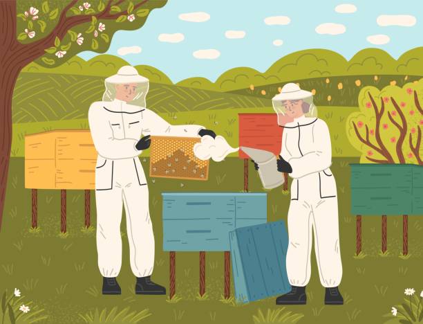 Happy family of beekeeper in uniform working at apiary farm scene Happy family of beekeeper in uniform working at apiary farm scene. Man and woman hiver couple engaged in natural organic honey production process vector illustration hiver stock illustrations