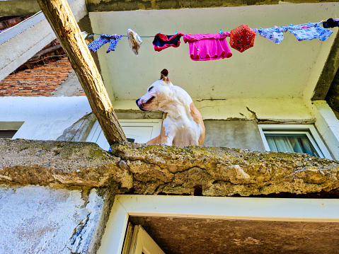 Two roof dogs. In parts of Mexico it is quite common for households to keep dogs on their roofs, partially as a kind of canine alarm system
