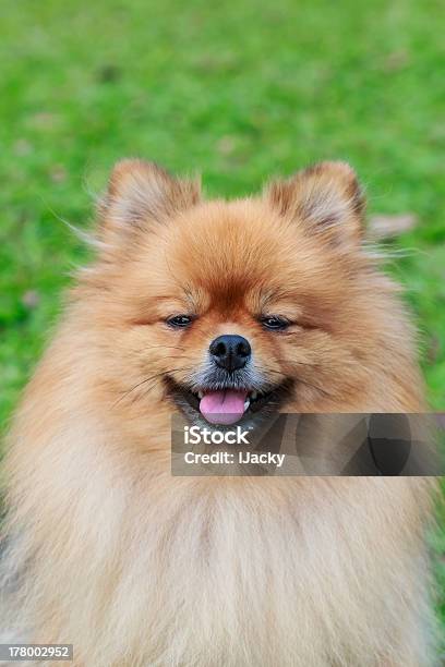 Pomeranian Stock Photo - Download Image Now - Animal, Beauty, Brown