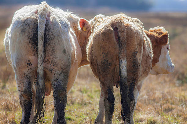 Weapons of Mass Destruction! I watched this pair of cattle as they walked about the field and they were totally inseparable. There was obviously a strong bond and this particular picture has many (possibly humorous) connotations. As well as defining a number of 'relationship issues' it may also be used to symbolise the link between cow faeces and global warming, hence the title 'weapons of mass destruction'! joined at hip stock pictures, royalty-free photos & images