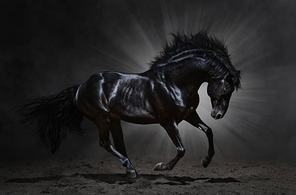 Black Andalusian stallion gallops