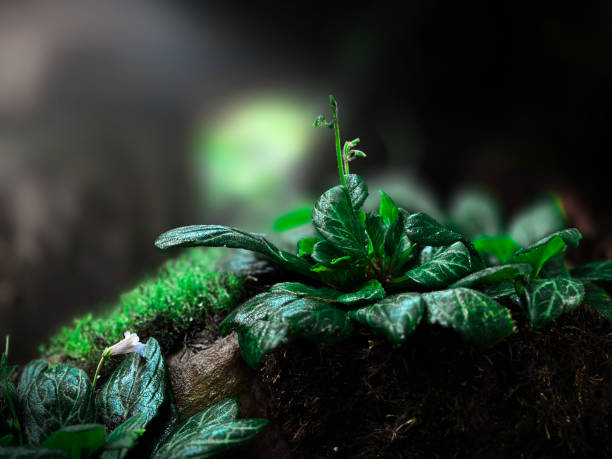 istock Cave Elegance: Primulina Leaves Perched on Rocky Sanctuary 1780030748