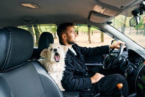 Man driving a car with an excited white dog sitting beside him, enjoying the ride. Road trip, vacation, holidays, travel,  adventure