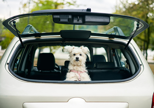 Cute funny dog looking out of open trunk in car looking attentive at camera. Road trip, vacation, holidays, travel concept