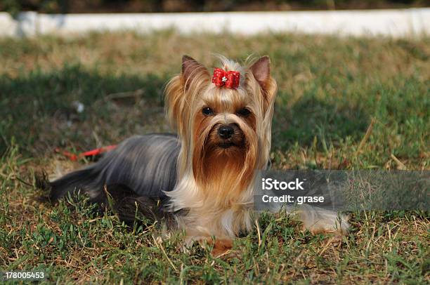 Terrier De Yorkshire Retrato En El Césped Foto de stock y más banco de imágenes de Aire libre - Aire libre, Lazo para el cabello, Perro