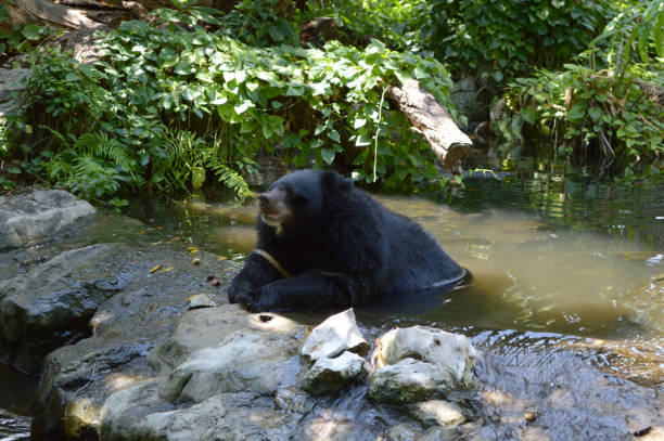 istock black bear in the zoo 1780069118