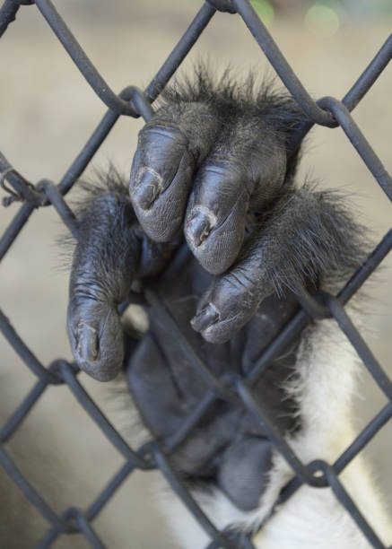 istock close up monkey in the zoo 1780069653