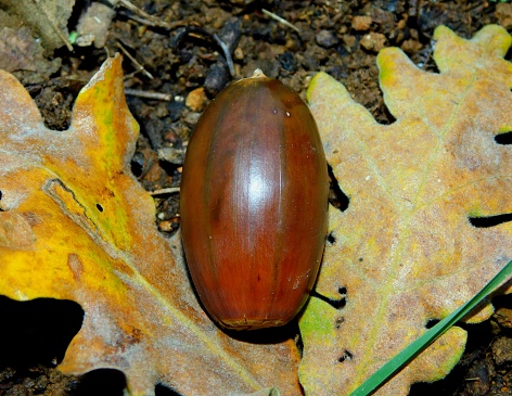 The acorn or lande is a characteristic fruit of the species of the genus Quercus. Within this genus, there are numerous tree species that produce acorns such as the oak, the holm oak, the cork oak, the gall oak and the melojo. These fruits are preferred by squirrels.