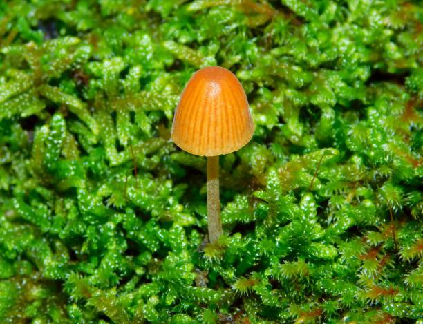 istock fungest in the middle of the moss 1780071438