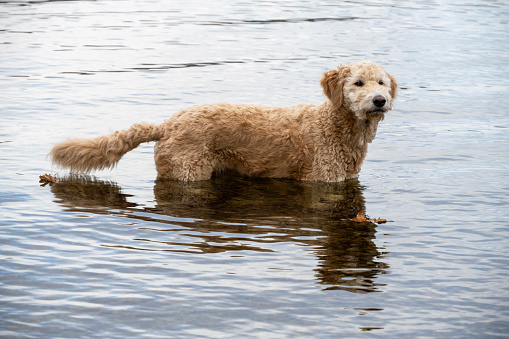 Bathing a Golden Doodle whose gaze seems to express a feeling of well-being