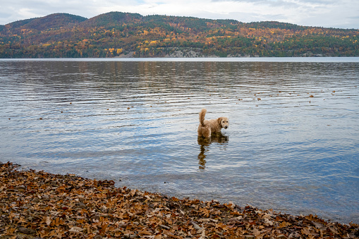 Bathing a Golden Doodle in autumn in Willsboro Bay Lake Champlain