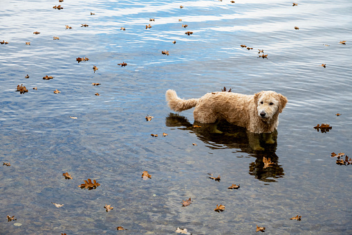 Bathing a Golden Doodle in autumn at Lake Champlain