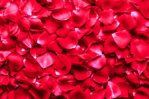 istock Red rose petals are a romantic background for wedding design, Red rose petals background 1780079732