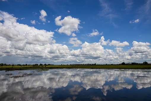 A wide view of cloudy white clouds floating above a flooded rice field, creating a beautiful mid-day reflection that is common in agricultural areas of the Thai countryside during the rainy season.
