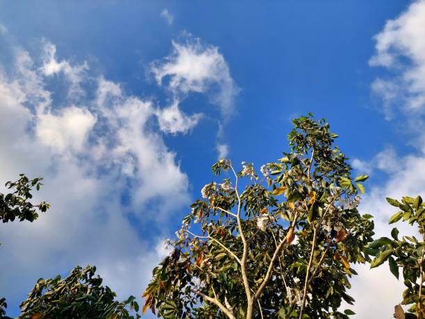 The sun is obscured in a sky filled with cirrus cloud floating over silhouetted trees.
