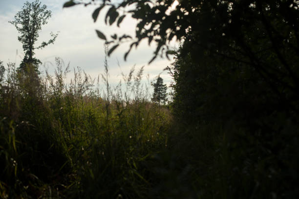 Tree in field in summer. Summer landscape. Field and forest. Landscape view.