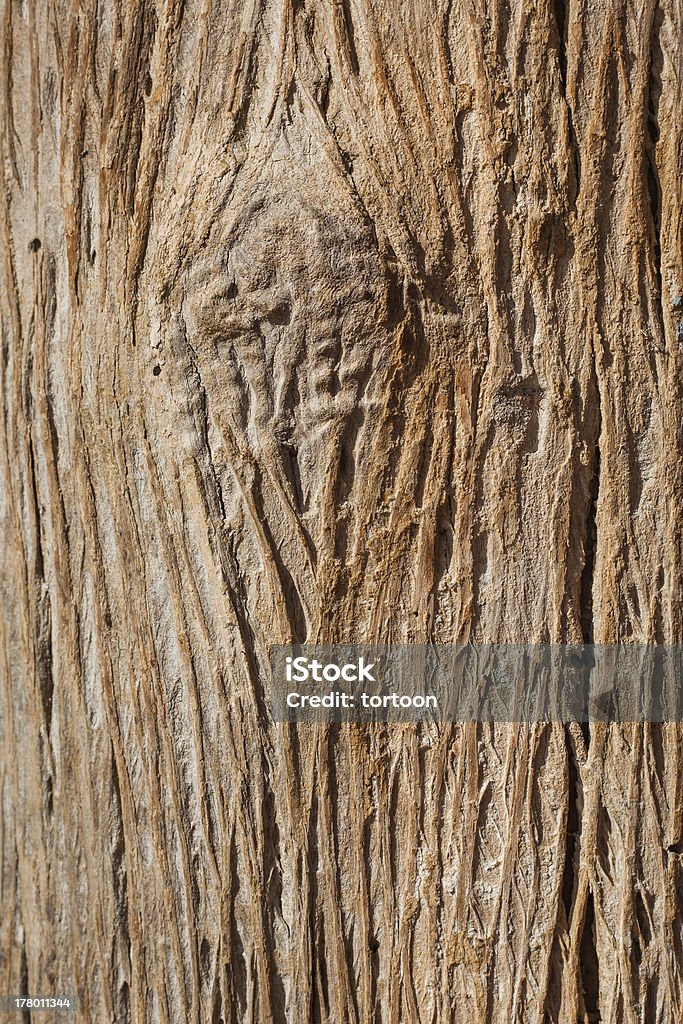 Árbol de corteza - Foto de stock de Madera - Material libre de derechos