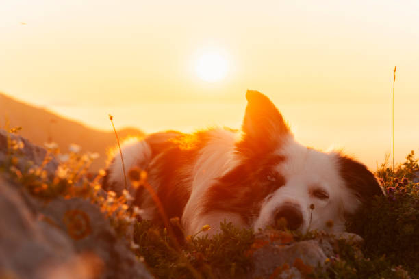 border collie breed shepherd dog lying on the mountain at sunset while watching his flock.